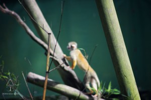singe